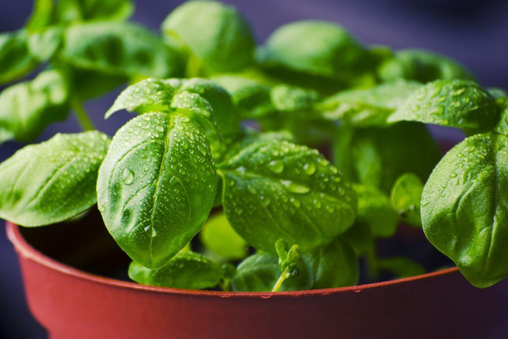 A Guide to Starting a Herb Garden